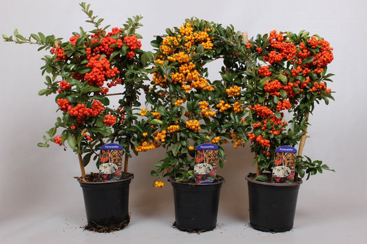 Pyracantha Mix 60cm 19cm Pot
