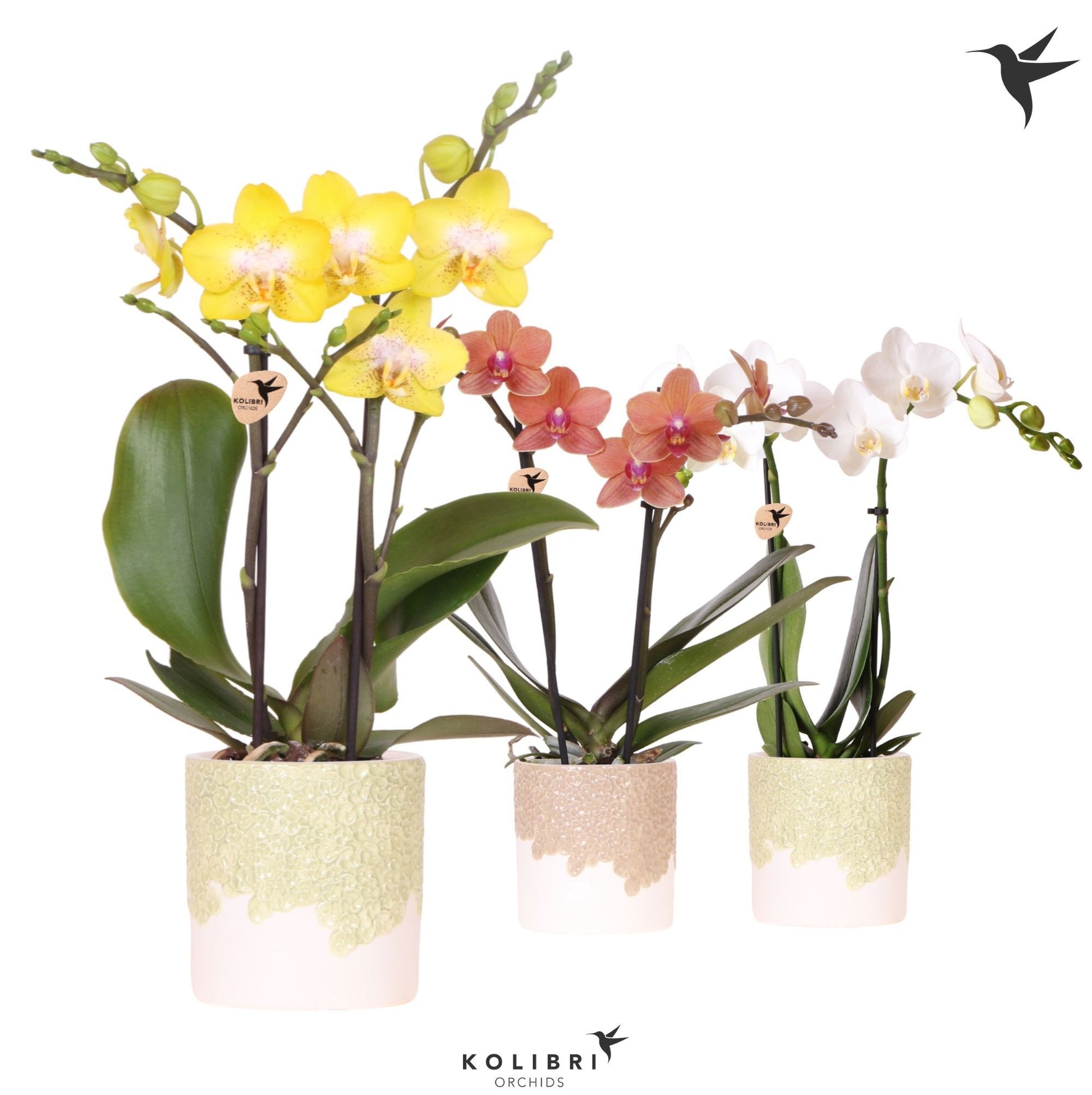 Phalaenopsis mix 40cm 9cm Pot