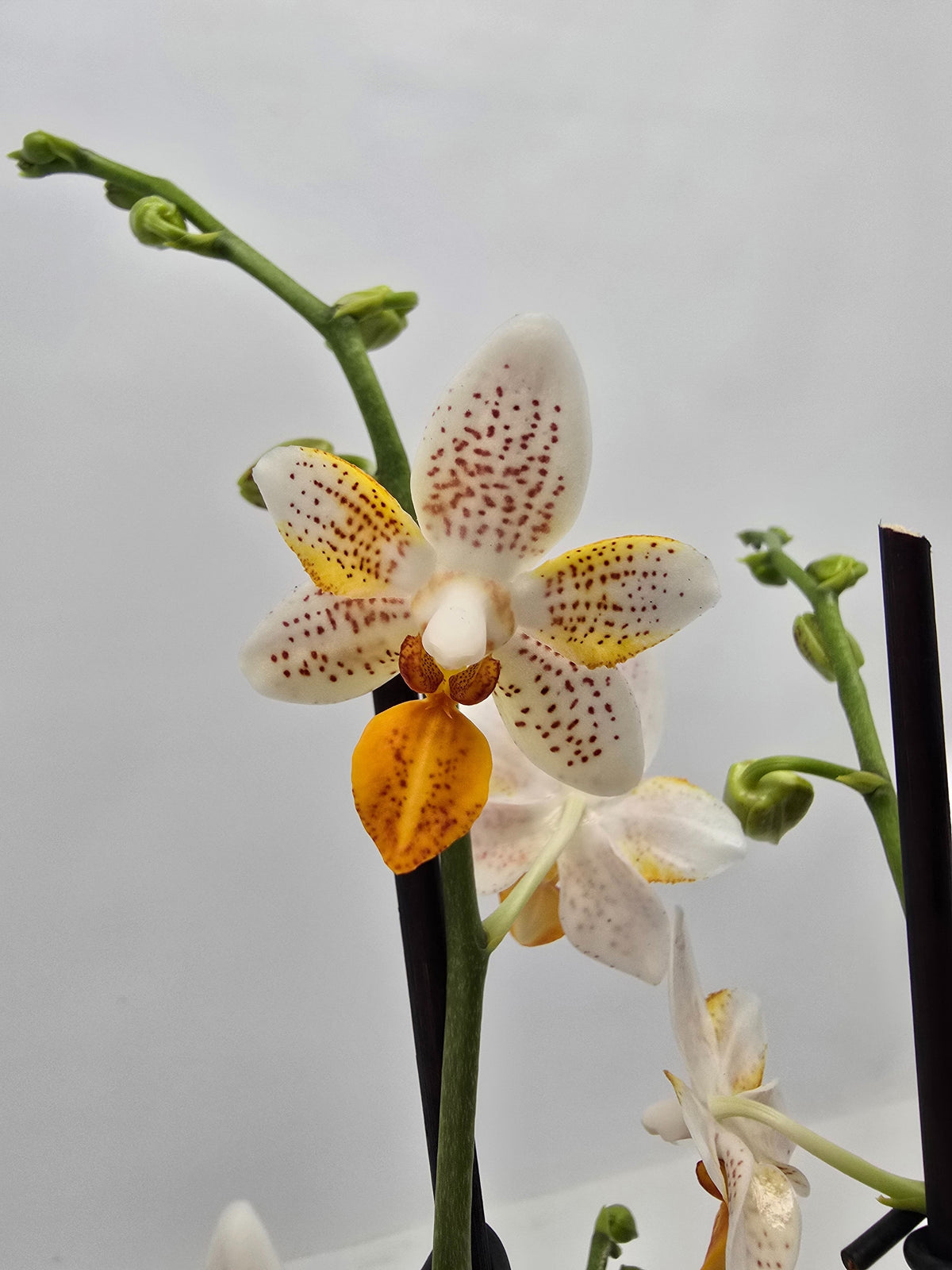 Phalaenopsis Hybrid 35cm 12cm Pot