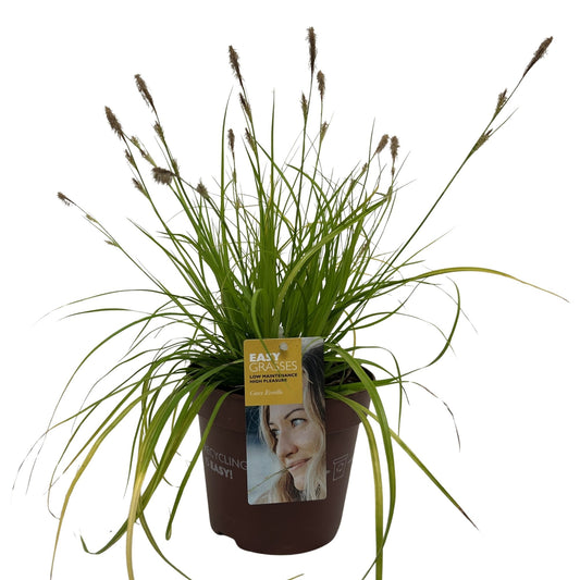 Carex osh. Evercolor Everillo 35cm 17cm Pot