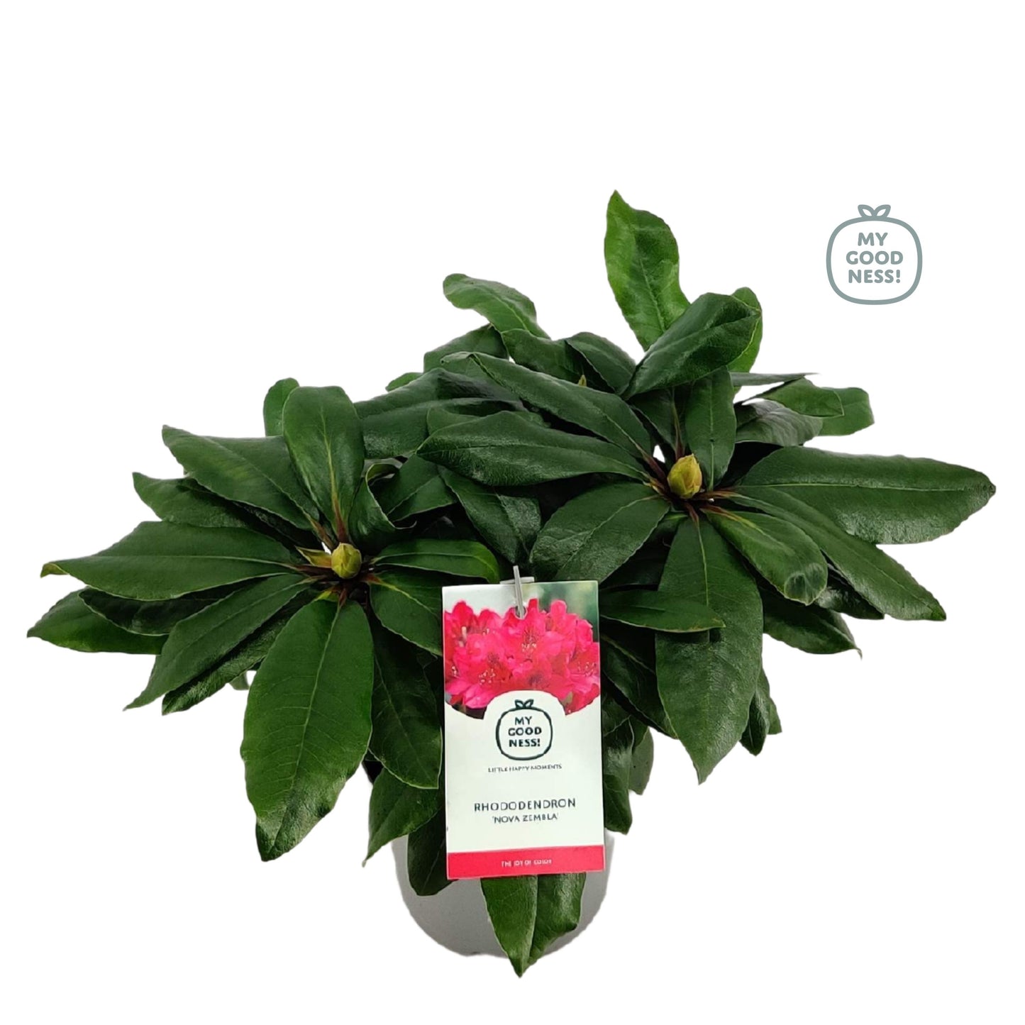 Leybaert BVBA Rhododendron Nova Zembla Pack of 1