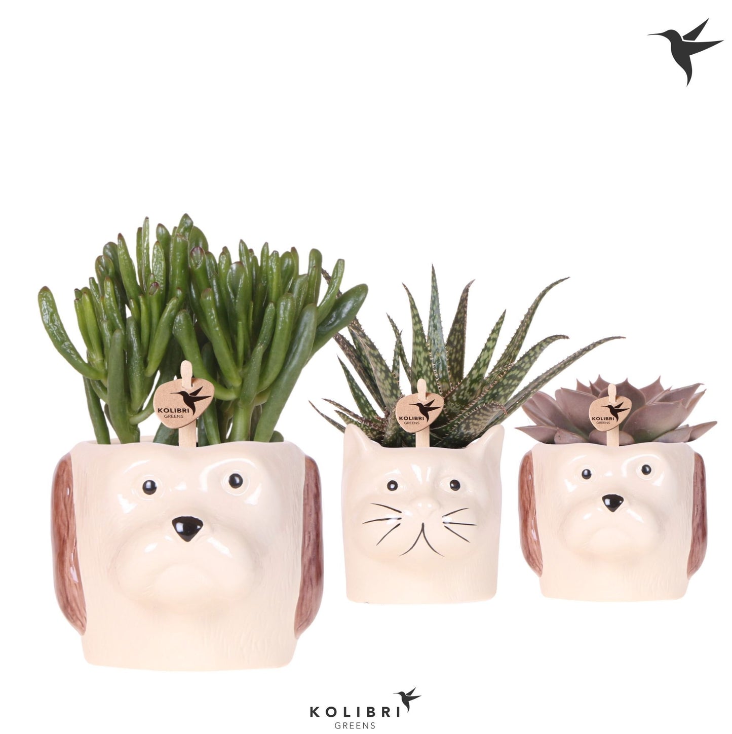 Succulent mix 21cm 9cm Pot