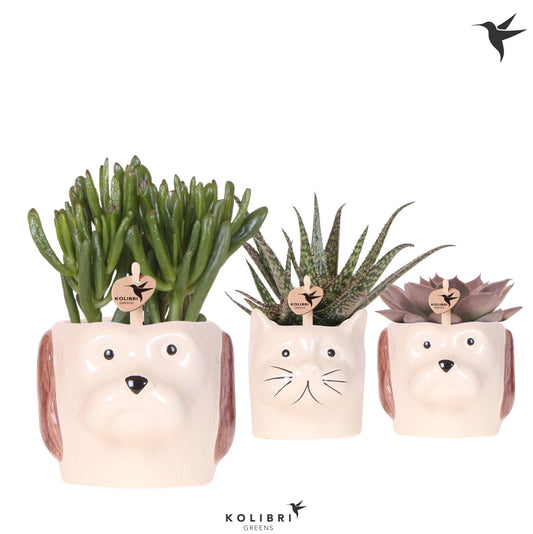Succulent mix 21cm 9cm Pot