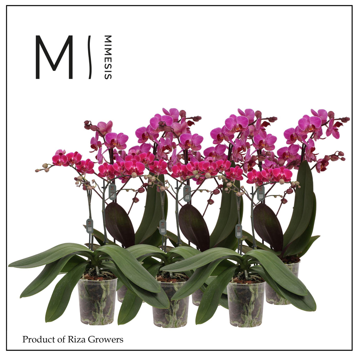Phalaenopsis Purple 40cm 12cm Pot