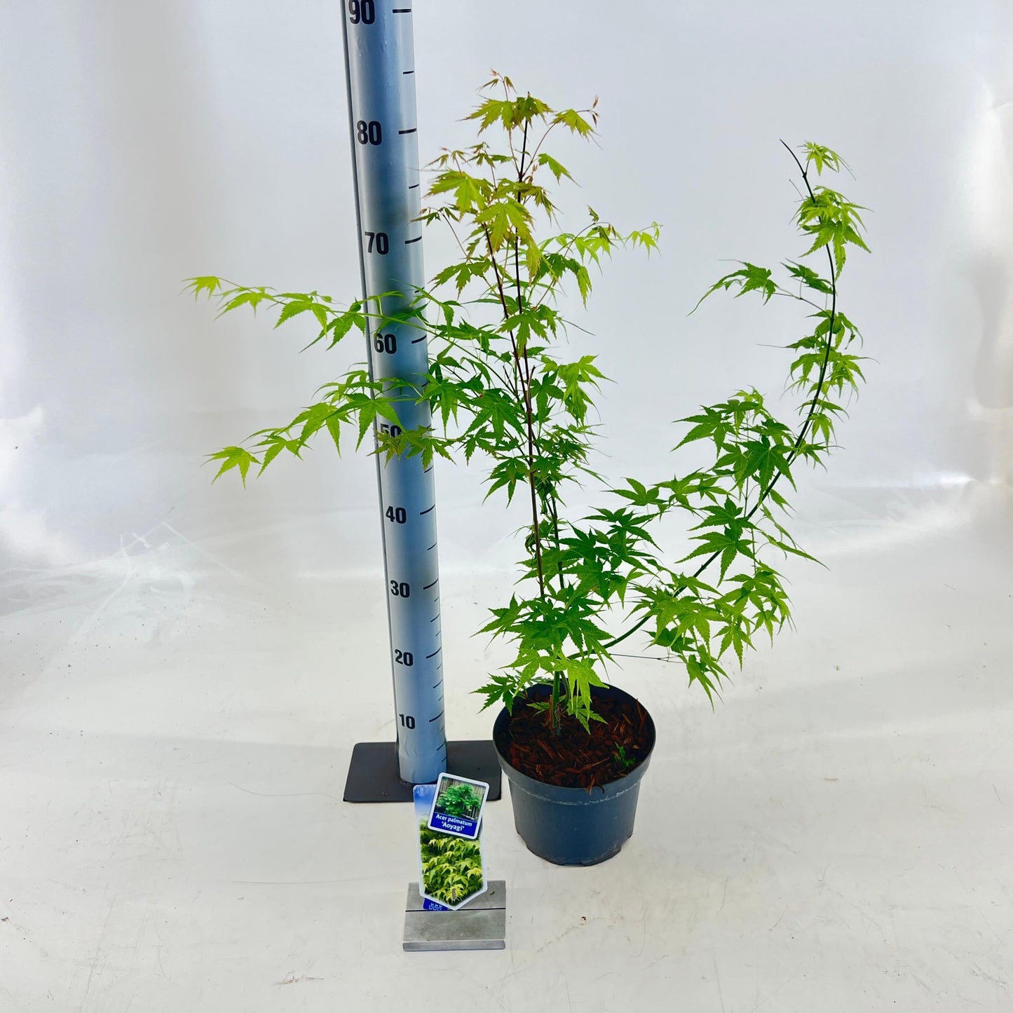 Acer Aoyagi 60cm 19cm Pot