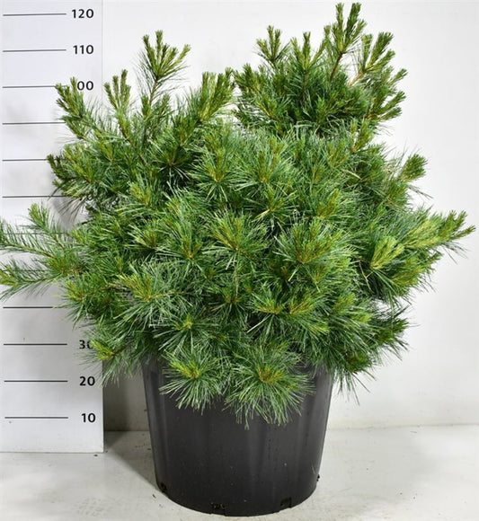 Pinus strobus 110cm 54cm Pot