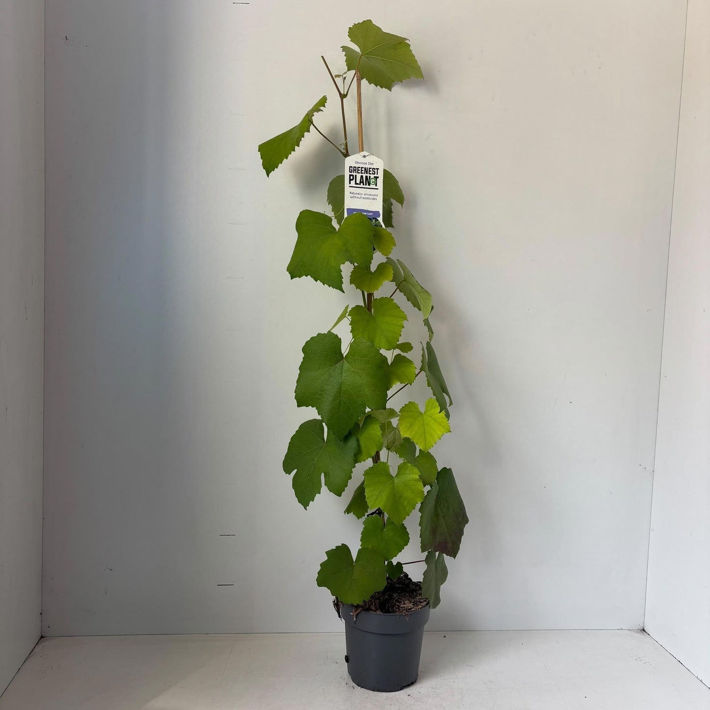 Vitis Boskoop Glory (Black Grape) 90cm 17cm Pot