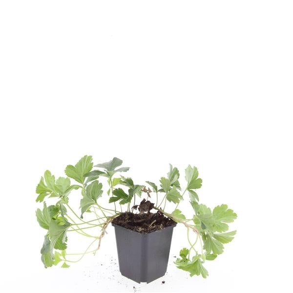 Waldsteinia ternata 15cm 9cm Pot
