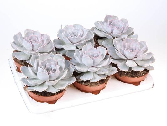 Echeveria Lilacina 15cm 12cm Pot