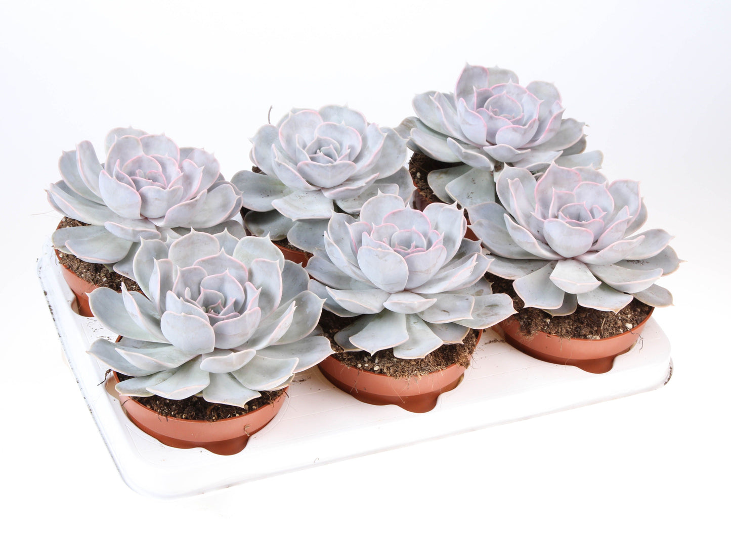 Echeveria Lilacina 15cm 12cm Pot