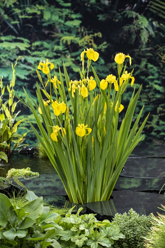 Waterplkw R. Moerings Iris pseudacorus Pack of 6