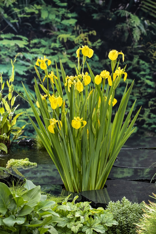Iris pseudacorus 25cm 9cm Pot