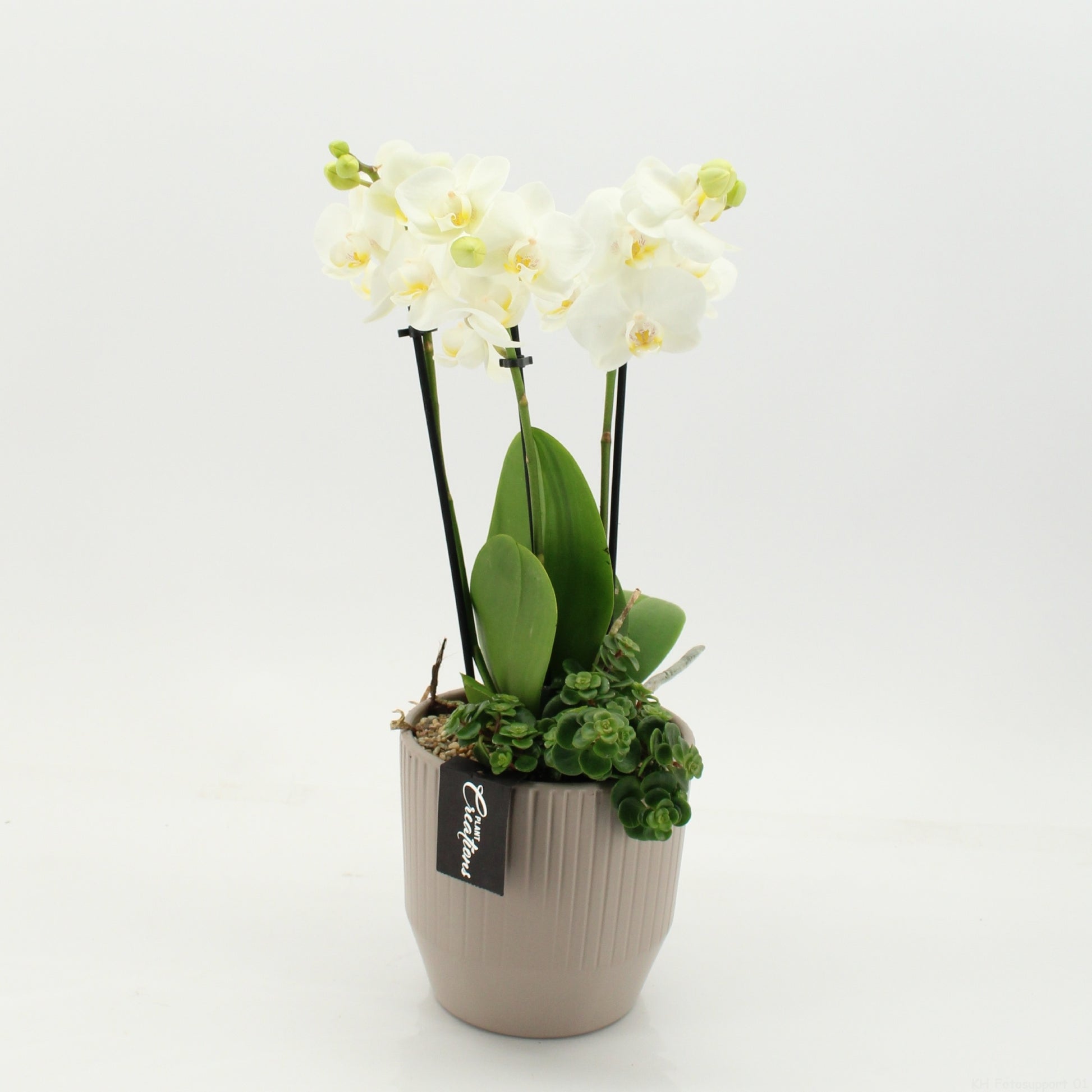PHAL-2657W Phalaenopsis creatie 45cm 14cm Pot