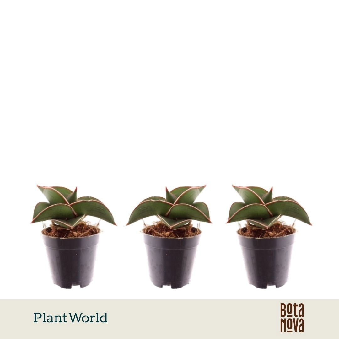 Sansevieria trifasciata 10cm 5.5cm Pot