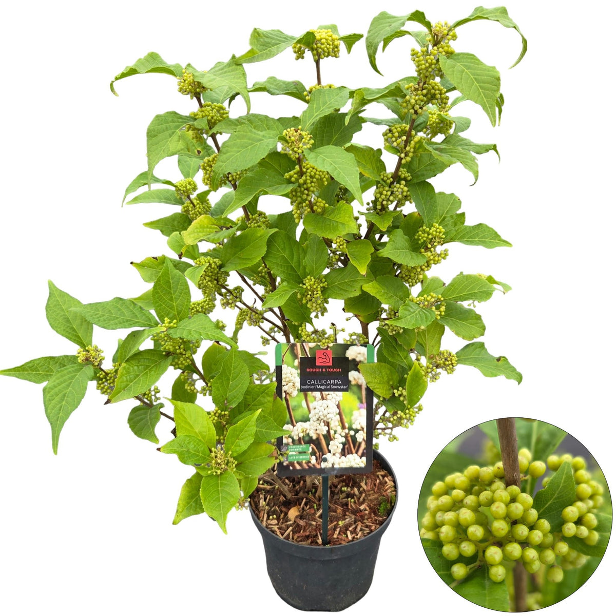 Callicarpa bod. Profusion 60cm 19cm Pot