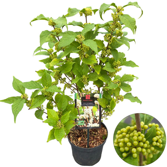Callicarpa bod. Profusion 60cm 19cm Pot
