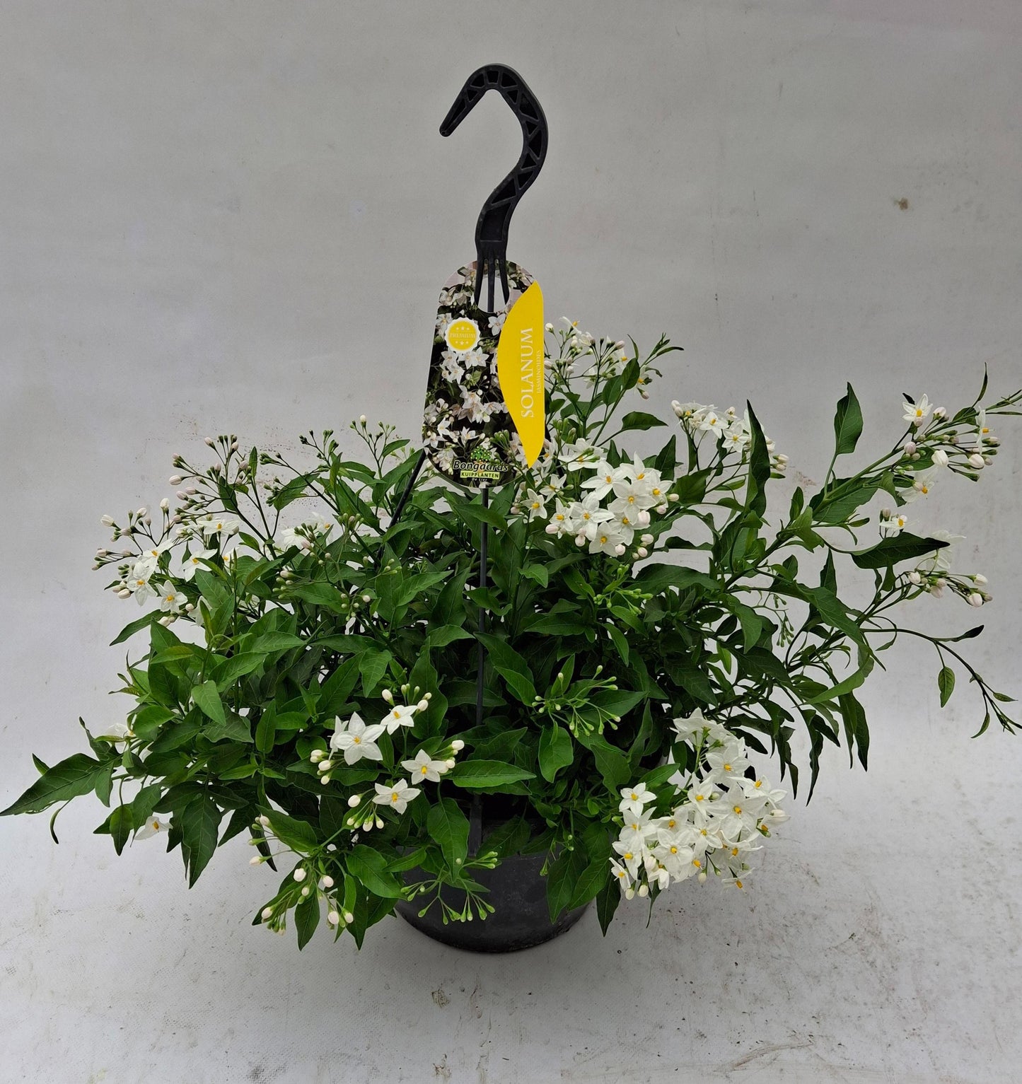 Solanum jasminoides 50cm 25cm Pot