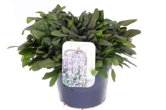 Ajuga reptans 20cm 13cm Pot