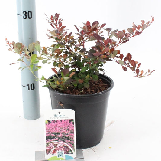 Berberis thunbergii Rose Glow 25cm 17cm Pot