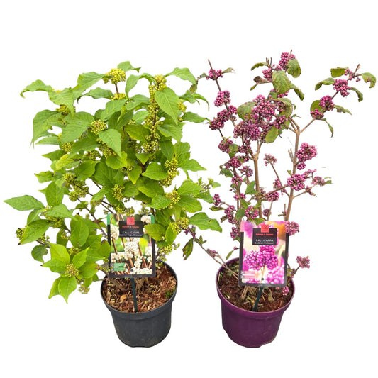 Callicarpa bod. Profusion 60cm 19cm Pot