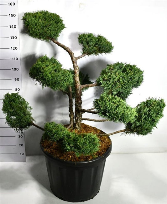 Bloemenkampen BV, Hkw. de Juniperus Pfitzeriana Compacta Pack of 1