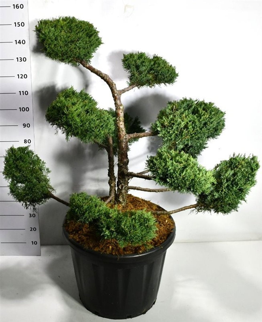 Juniperus Pfitzeriana Compacta 150cm 60cm Pot