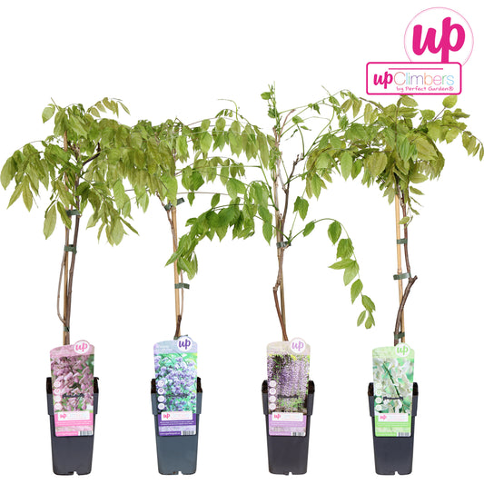 Wisteria mix 70cm 15cm Pot