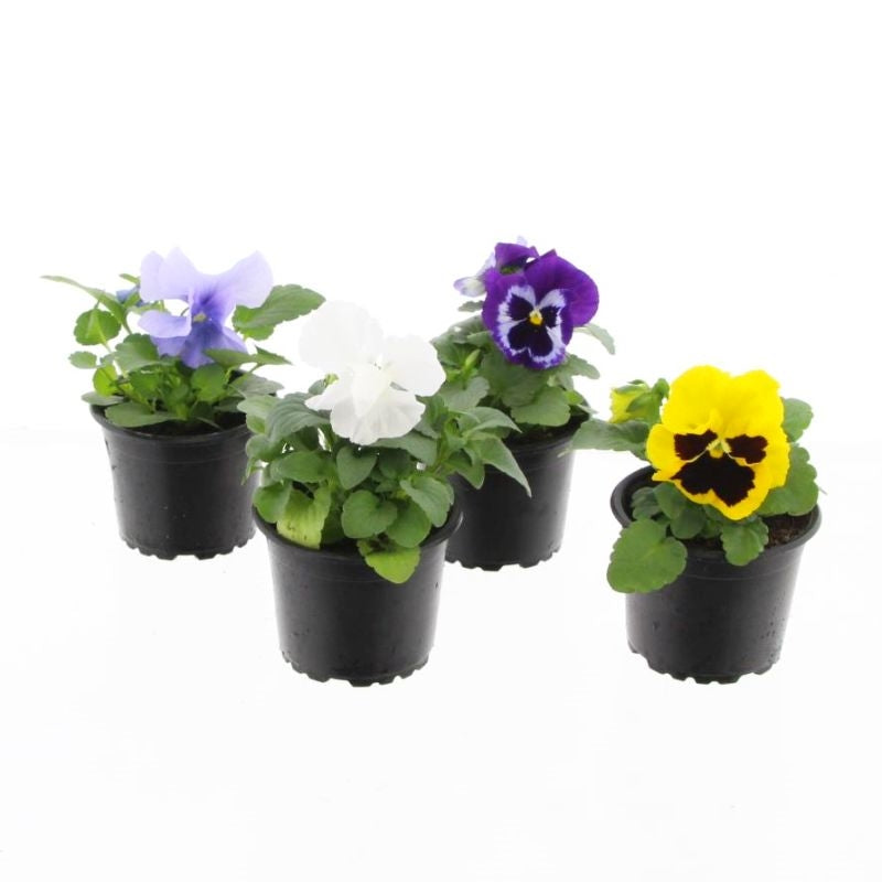 Viola F1 mix 15cm 9cm Pot