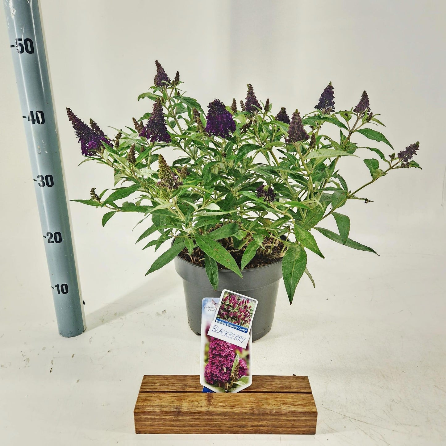 Buddleja Butterfly Candy mix 40cm 23cm Pot
