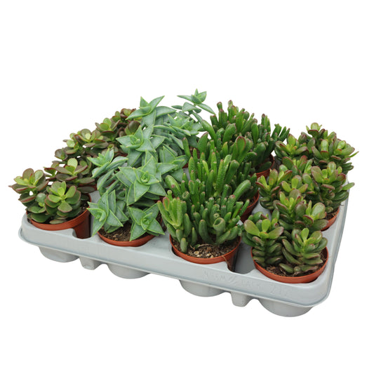 Crassula mix 15cm 8.5cm Pot