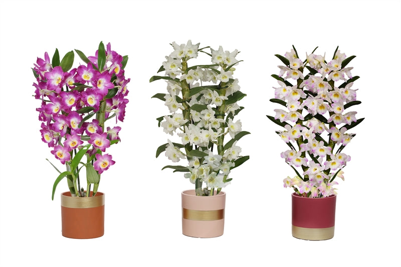 Dendrobium nob. Star Class 50cm 12cm Pot