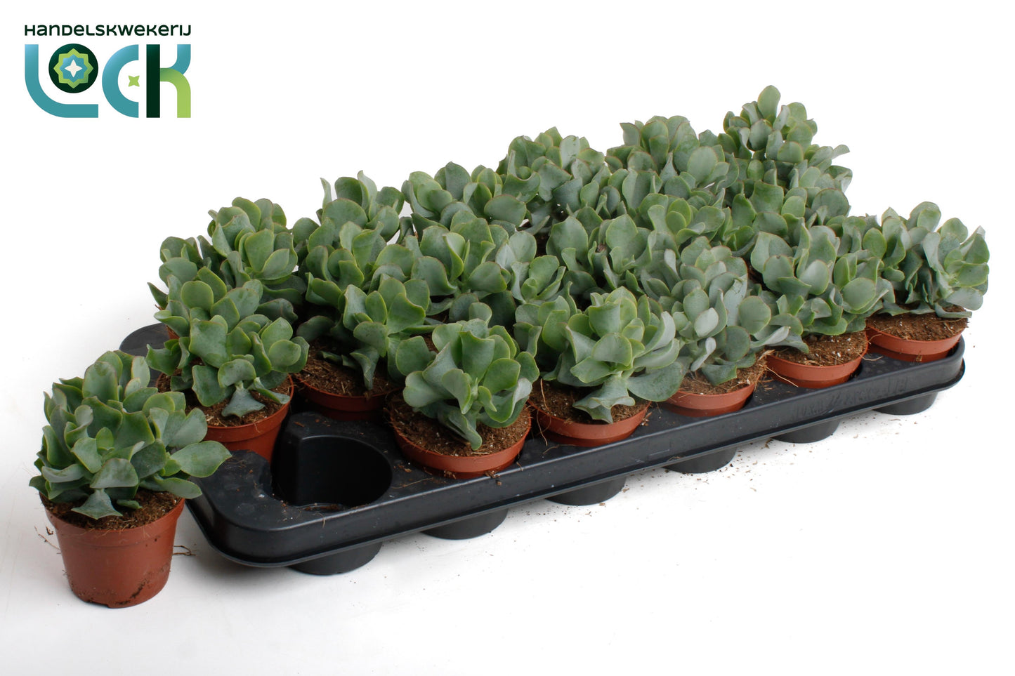 Crassula Cristata 10cm 8.5cm Pot