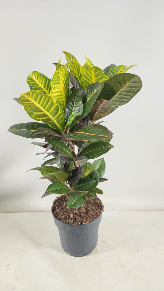 Codiaeum Petra 75cm 21cm Pot
