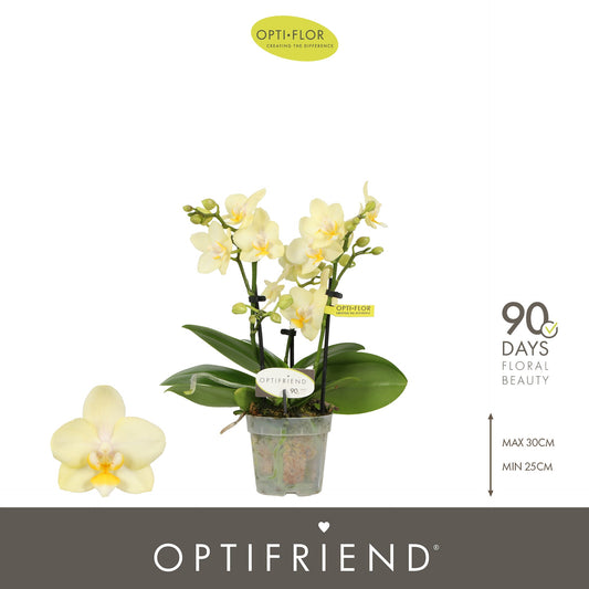 Phalaenopsis Optifriend Sara 25cm 7cm Pot