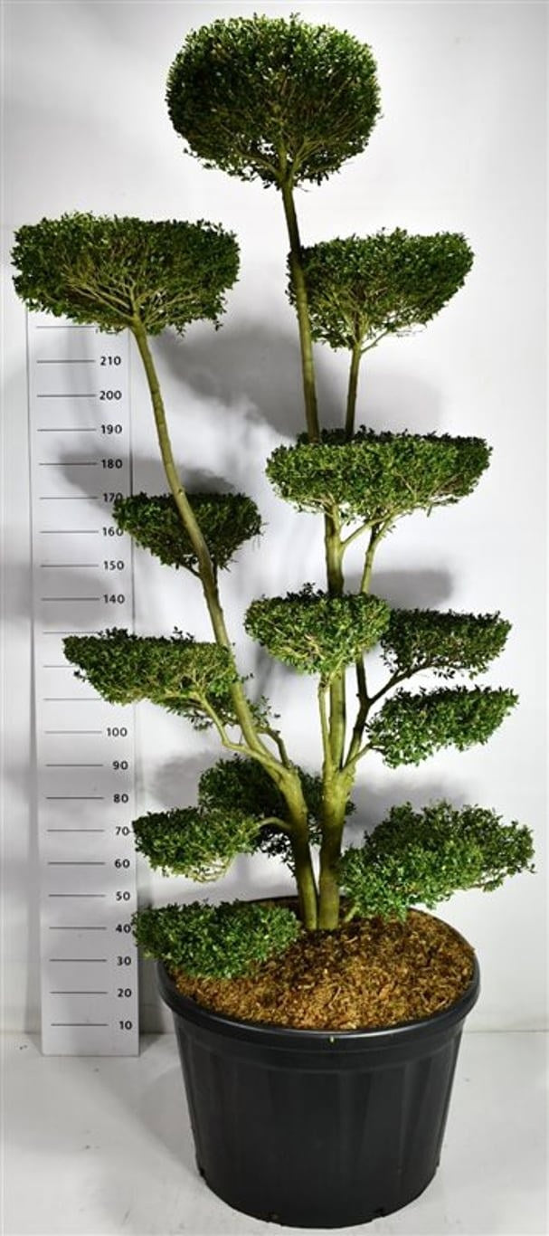 Ilex crenata 270cm 80cm Pot