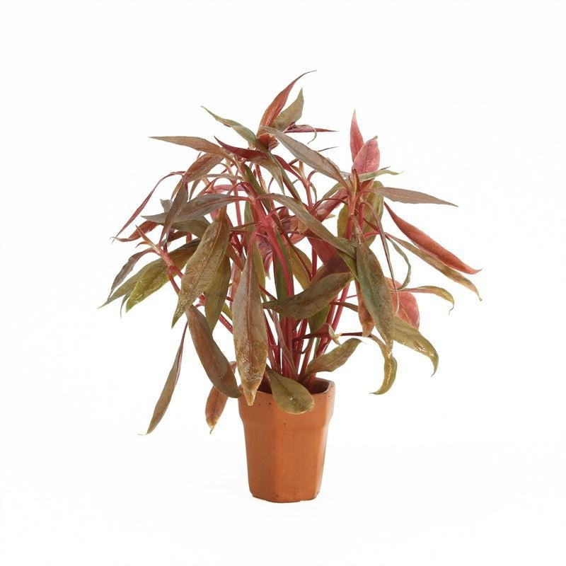 Alternanthera 5cm 2cm Pot