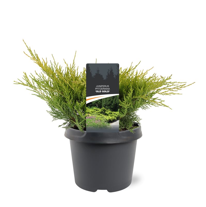Juniperus Old Gold 30cm 19cm Pot
