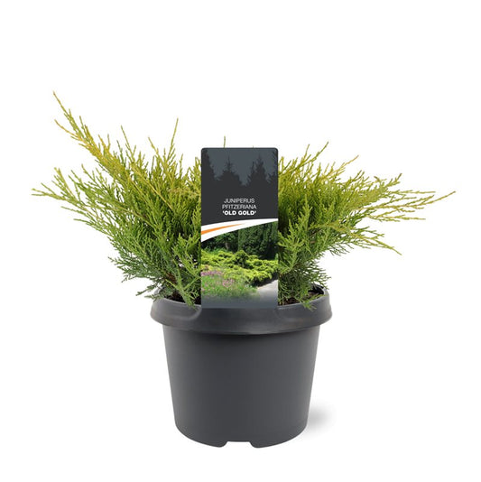 Juniperus Old Gold 30cm 19cm Pot