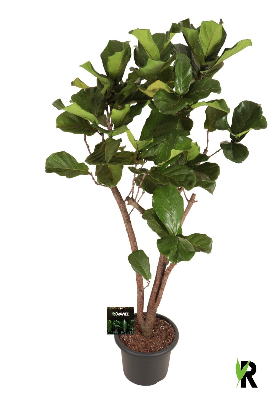 Ficus lyrata 200cm 40cm Pot