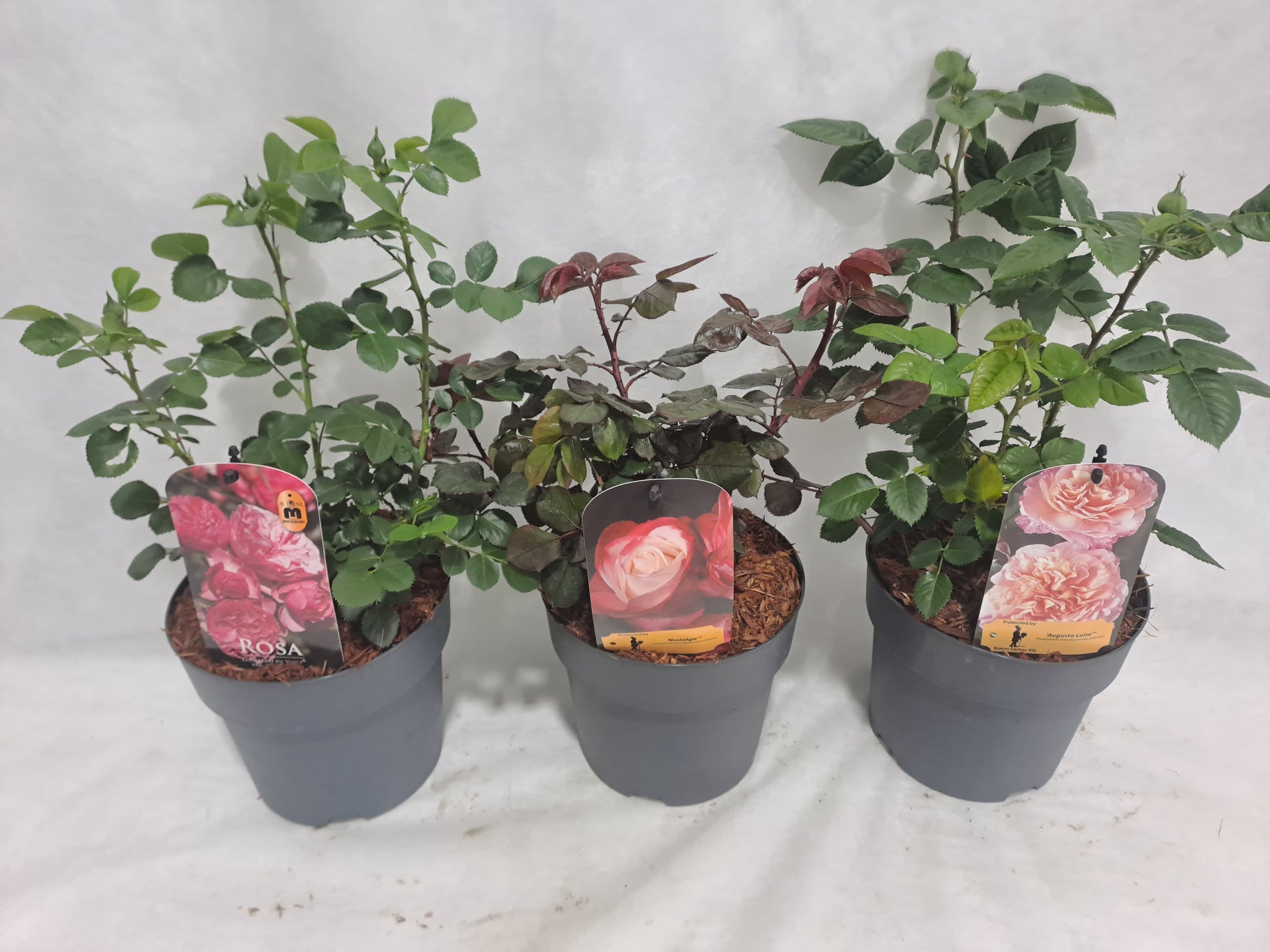 Roses mix 50cm 19cm Pot