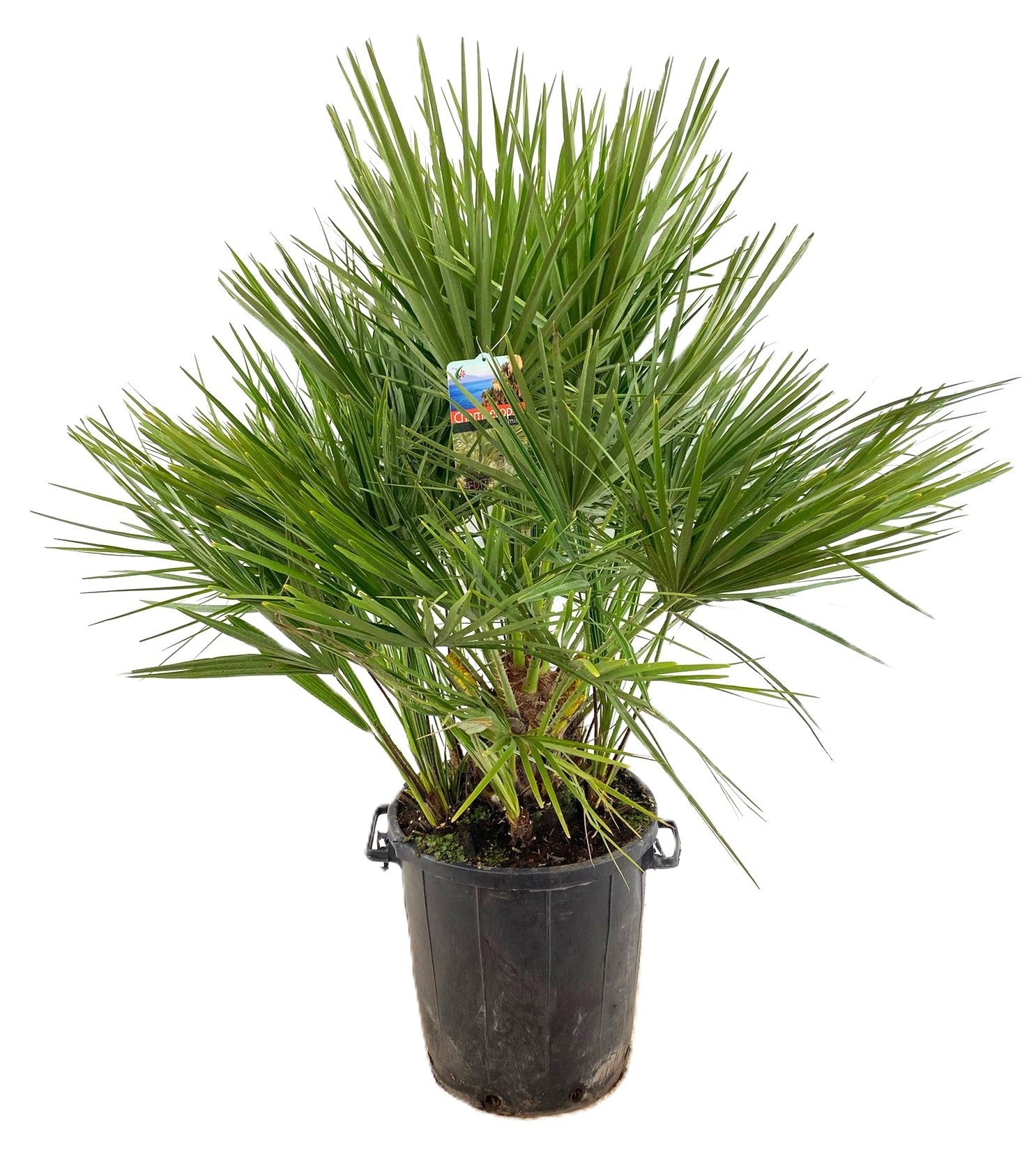 Chamaerops humilis 130cm 40cm Pot
