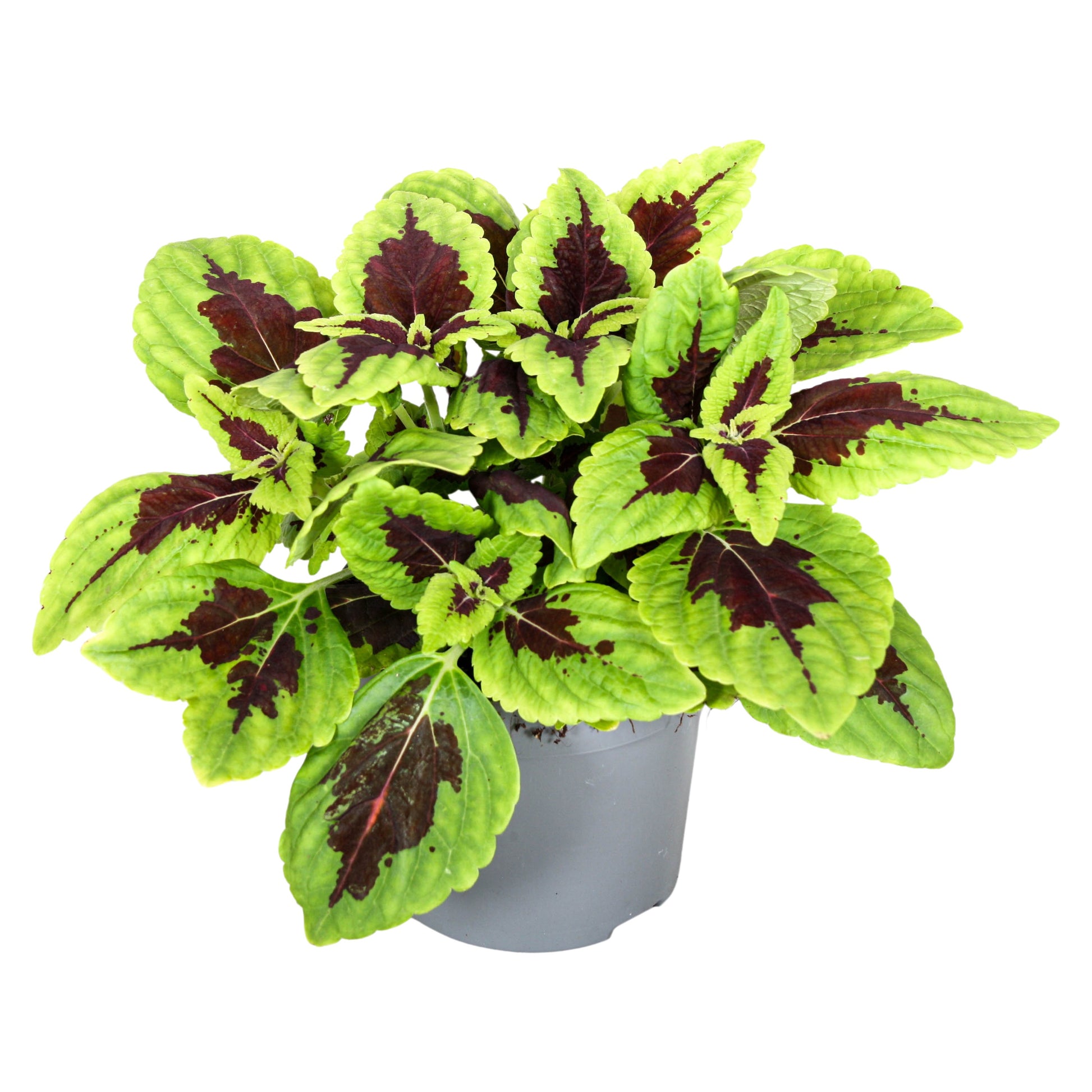 Coleus blu. Main Street Alligator Alley 20cm 13cm Pot