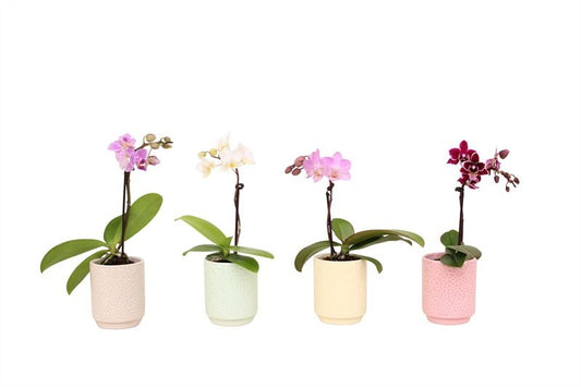 Phalaenopsis hybrid 17cm 6cm Pot