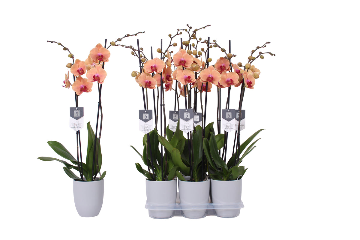Phalaenopsis Caribbean Dream 70cm 12cm Pot