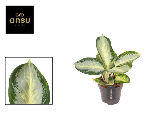 Aglaonema Green Sun 30cm 12cm Pot