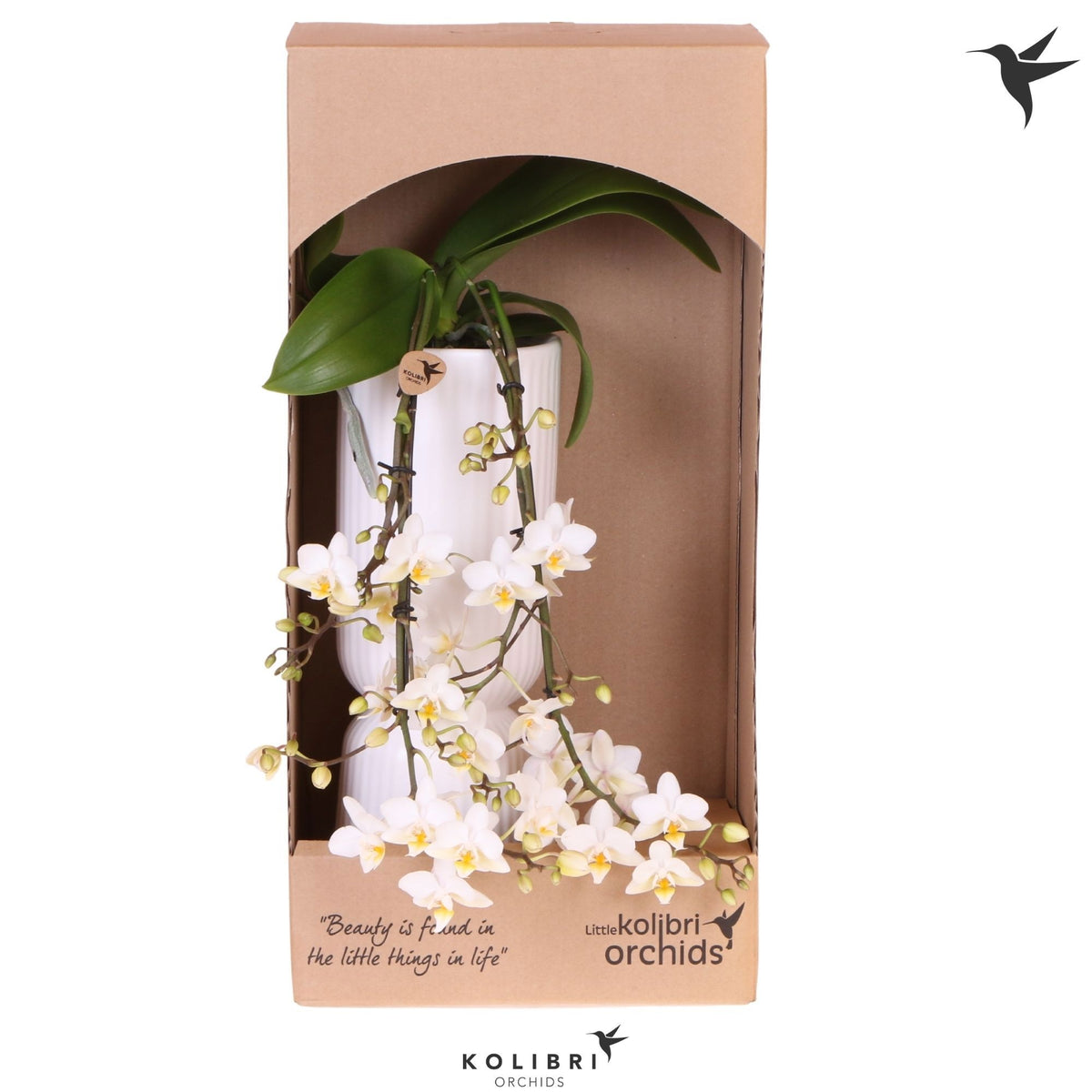 Phalaenopsis multiflora white 40cm 9cm Pot
