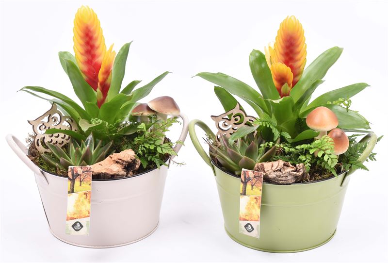 Indoor arrangement 20cm Pot