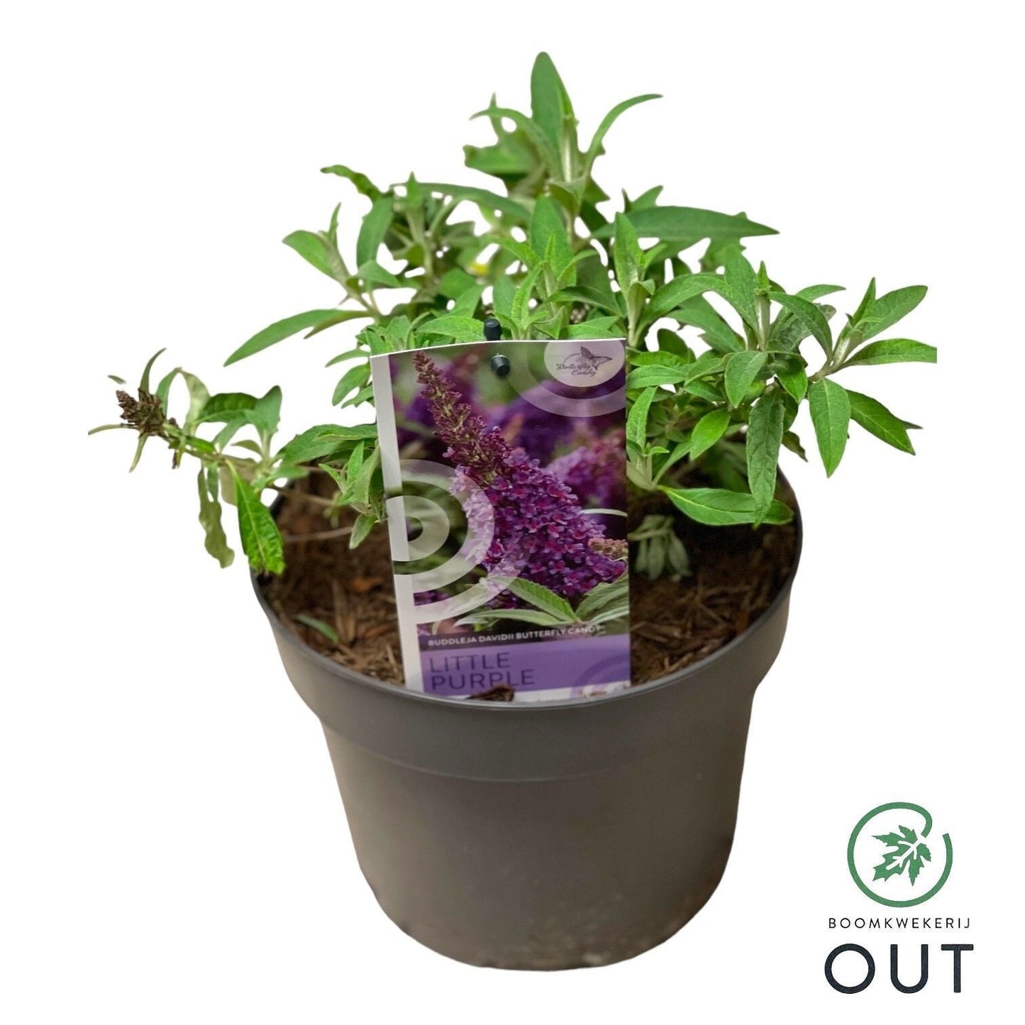 Buddleja Butterfly Candy Little Purple 50cm 19cm Pot