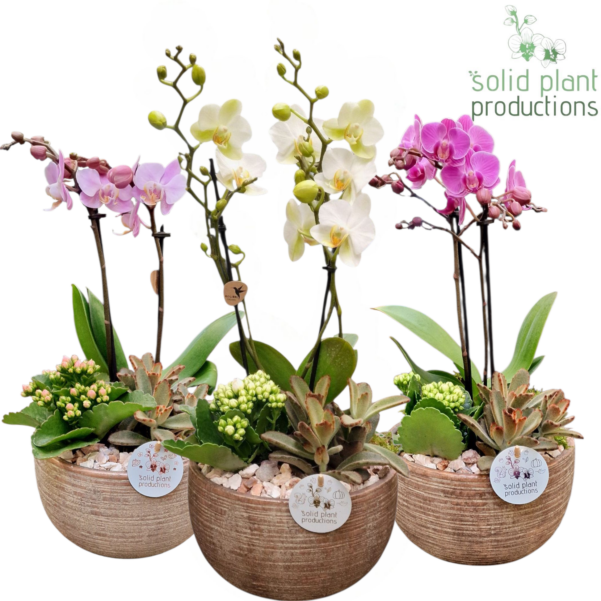 Solid Plant Productions PH060 Arizona Small Mix Pack of 3