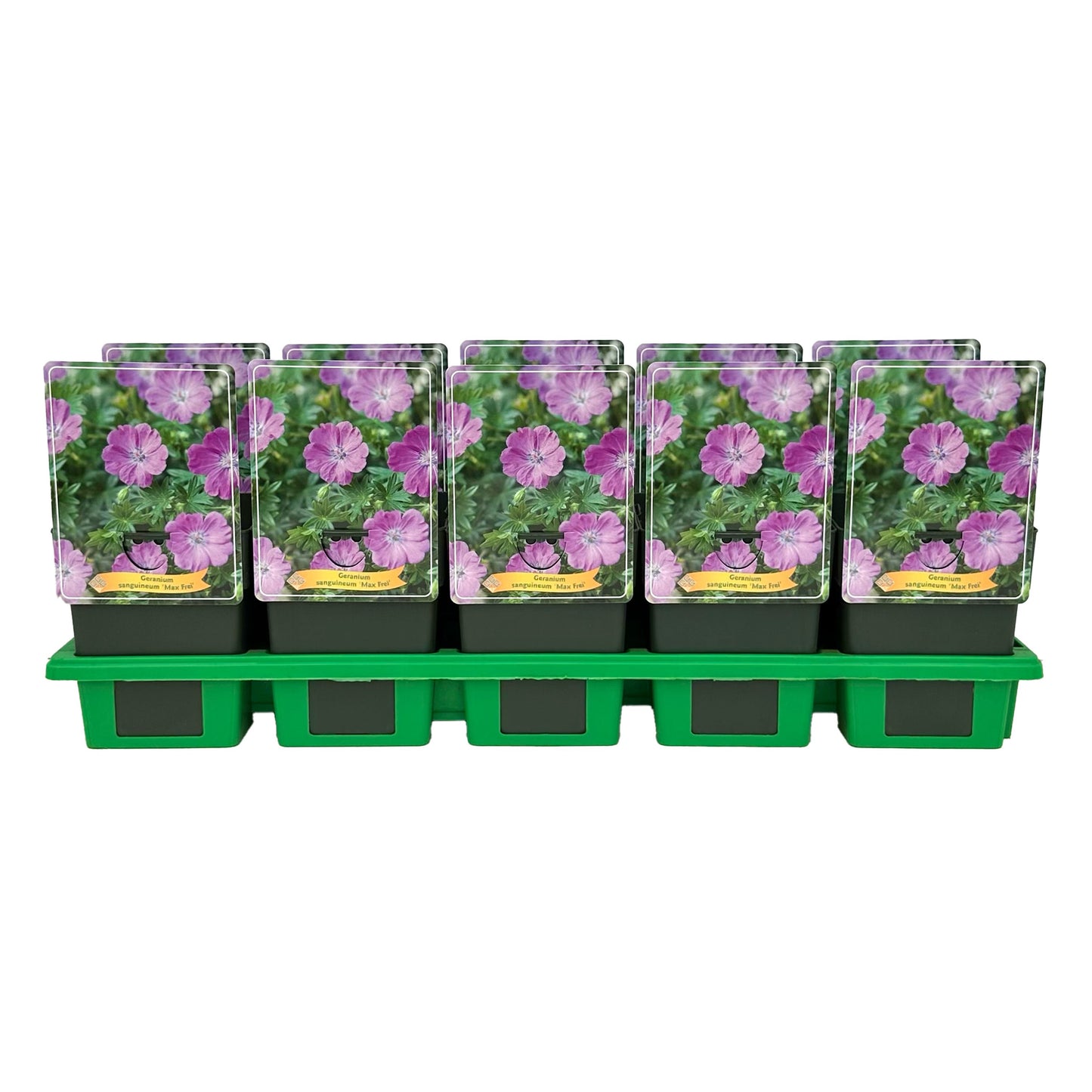 Geranium Max Frei (Hardy) 25cm 11cm Pot